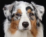 About us  - Boss - Australian Shepherd