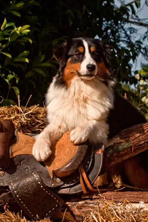 Fine, Australian Shepherd crempet animal burial