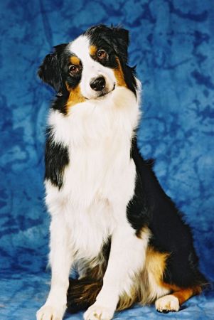 Sydney, Australian Shepherd